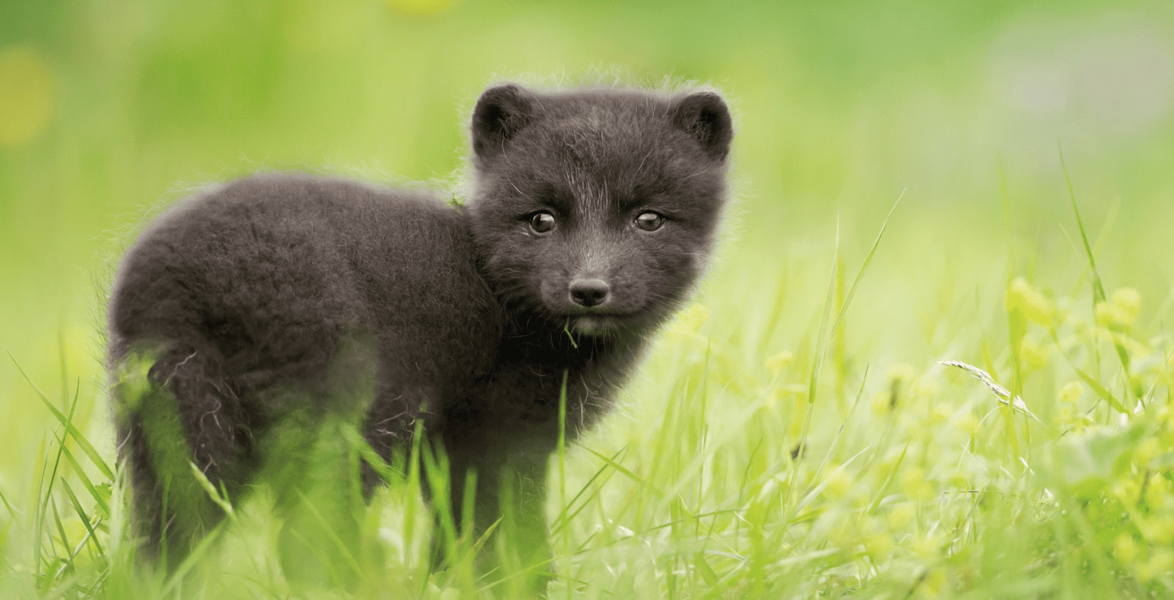 Медвежонок